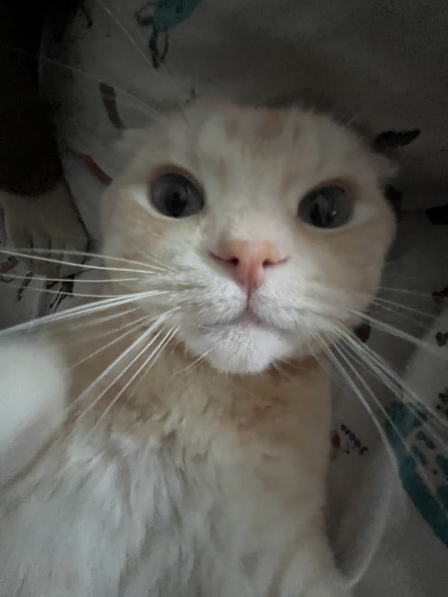 Garfield, hillow's Chief Meowketing Director